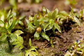 Attēlu rezultāti vaicājumam “Physarum ovisporum”