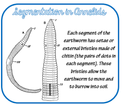 Attēlu rezultāti vaicājumam “Annelides”