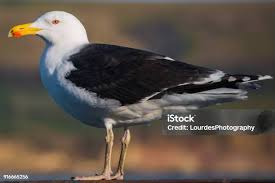 Attēlu rezultāti vaicājumam “Larus marinus”