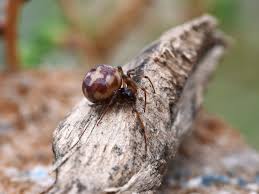Attēlu rezultāti vaicājumam “Steatoda grossa female”