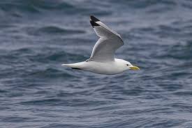 Image result for Rissa tridactyla