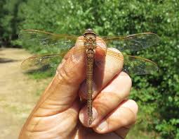 Attēlu rezultāti vaicājumam “Aeshna grandis”