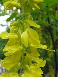Attēlu rezultāti vaicājumam “Laburnum anagyroides flower”