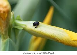 Attēlu rezultāti vaicājumam “Mononychus punctumalbum”