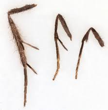 Attēlu rezultāti vaicājumam “Taleporia tubulosa”