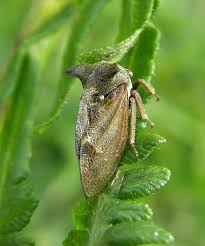 Attēlu rezultāti vaicājumam “Centrotus cornutus”