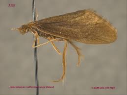 Attēlu rezultāti vaicājumam “Trichoptera”