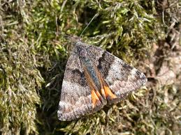 Attēlu rezultāti vaicājumam “Boudinotiana notha”