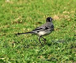 Attēlu rezultāti vaicājumam “Motacillidae”