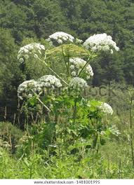 Attēlu rezultāti vaicājumam “Heracleum sosnowskyi”