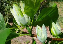 Attēlu rezultāti vaicājumam “Magnolia acuminata bud”