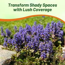 Image result for Ajuga reptans