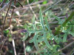 Attēlu rezultāti vaicājumam “Centaurea scabiosa leaf”