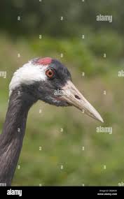 Attēlu rezultāti vaicājumam “Grus grus adult”