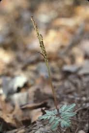 Attēlu rezultāti vaicājumam “Botrychium multifidum”