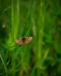 Attēlu rezultāti vaicājumam “Boloria titania”