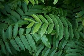 Attēlu rezultāti vaicājumam “Pterocarya fraxinifolia flower”