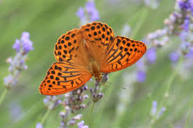 Attēlu rezultāti vaicājumam “Argynnis paphia”