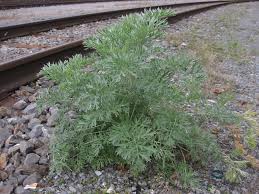 Image result for Artemisia absinthium