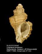 Attēlu rezultāti vaicājumam “Erinaceus sp.”