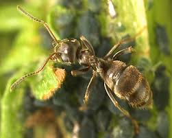 Attēlu rezultāti vaicājumam “Aphis jacobaeae”