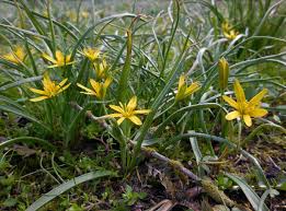 Attēlu rezultāti vaicājumam “Gagea pratensis”