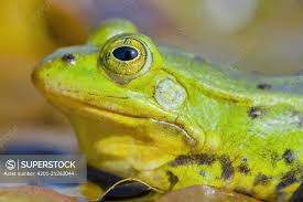 Attēlu rezultāti vaicājumam “Pelophylax”