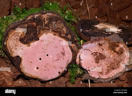 Attēlu rezultāti vaicājumam “Fomitopsis rosea”