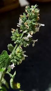 Image result for Nepeta cataria