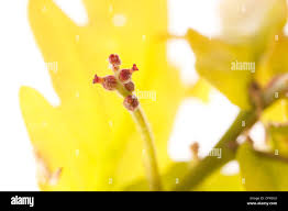 Attēlu rezultāti vaicājumam “Quercus robur female flower”