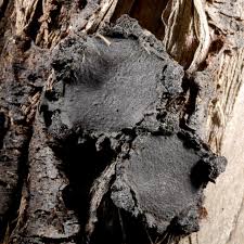 Attēlu rezultāti vaicājumam “Biscogniauxia repanda”