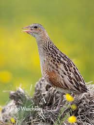 Attēlu rezultāti vaicājumam “Crex crex eggs”