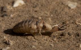 Attēlu rezultāti vaicājumam “Myrmeleontidae”