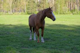 Attēlu rezultāti vaicājumam “Equus ferus caballus”