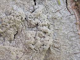 Attēlu rezultāti vaicājumam “Pertusaria flavida”