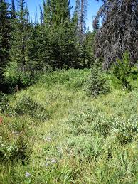 Attēlu rezultāti vaicājumam “Carex capillaris fruit”