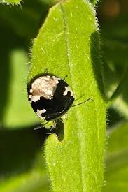 Attēlu rezultāti vaicājumam “Tritomegas bicolor imago”