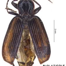 Attēlu rezultāti vaicājumam “Nebria livida”