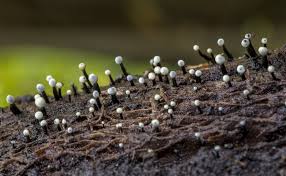 Attēlu rezultāti vaicājumam “Holwaya mucida”