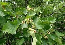 Attēlu rezultāti vaicājumam “Crataegus macracantha flower”