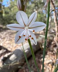 Image result for Asphodelus fistulosus