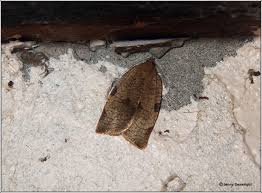 Attēlu rezultāti vaicājumam “Lozotaenia forsterana”