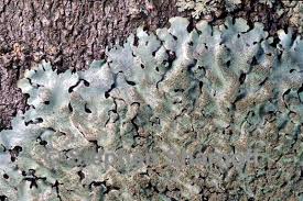 Attēlu rezultāti vaicājumam “Hypotrachyna sp.”