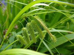 Attēlu rezultāti vaicājumam “Carex pseudocyperus female flower”