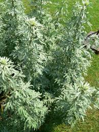 Attēlu rezultāti vaicājumam “Artemisia absinthium leaf”
