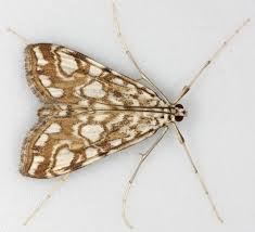 Attēlu rezultāti vaicājumam “Elophila nymphaeata”