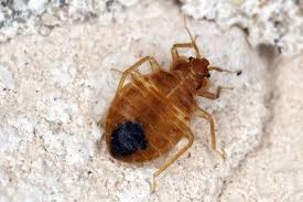 Image result for bed bugs