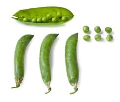 Attēlu rezultāti vaicājumam “Pisum sativum fruit”