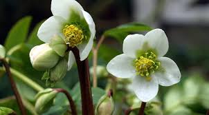 Image result for Nieswurz