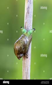 Attēlu rezultāti vaicājumam “Leucochloridium paradoxum”